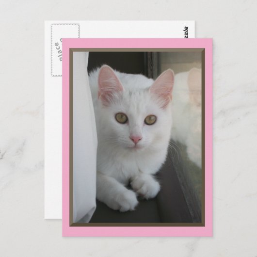 白猫チリンのはがき ポストカード (正面/裏面)