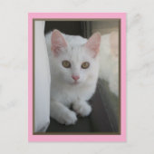 白猫チリンのはがき ポストカード (正面)