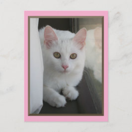 白猫チリンのはがき ポストカード