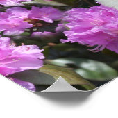 白猫ツツツジ ポスター (角)