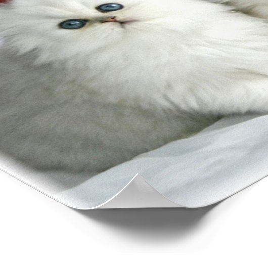 白猫 ポスター (角)