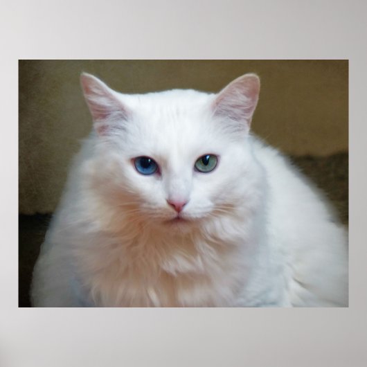 白猫 ポスター (正面)