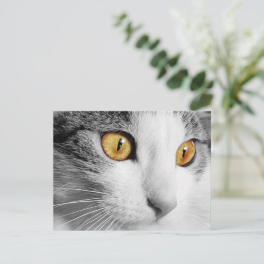 白猫 ポストカード (スタンド正面)