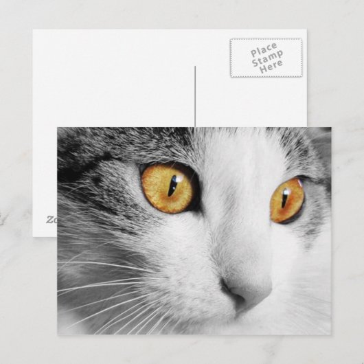 白猫 ポストカード (正面/裏面)