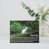 白猫 ポストカード (スタンド正面)