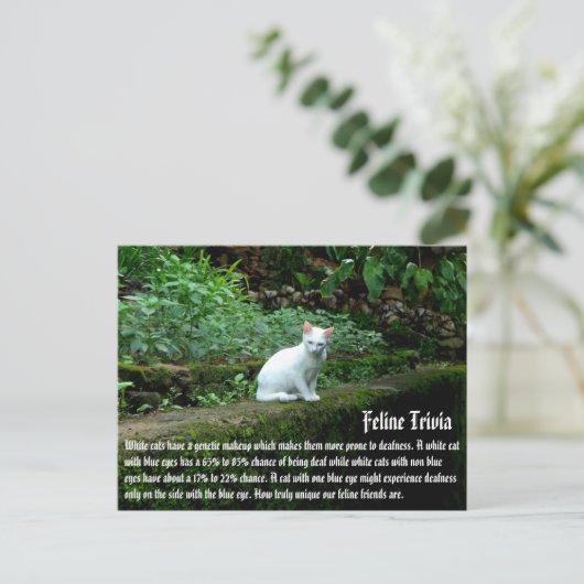 白猫 ポストカード (スタンド正面)