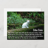 白猫 ポストカード (正面/裏面)