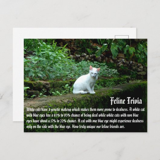 白猫 ポストカード (正面/裏面)