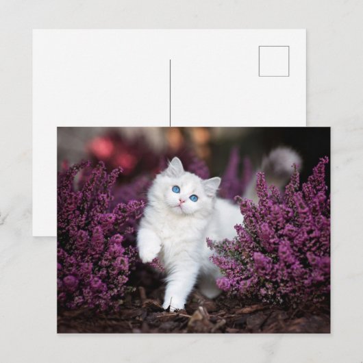 白猫 ポストカード (正面/裏面)