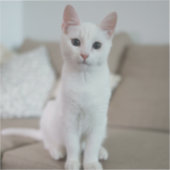 白猫 | Zazzle_Growstore シール (正面)