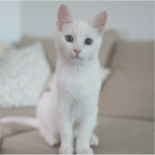 白猫 | Zazzle_Growstore シール (正面)