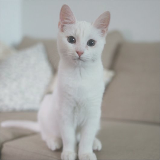 白猫 | Zazzle_Growstore シール (正面)