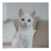 白猫 | Zazzle_Growstore フォトキューブ (右)