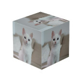 白猫 | Zazzle_Growstore フォトキューブ (裏面アングル)