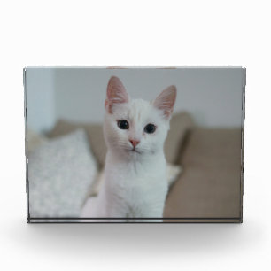 白猫 Zazzle_Growstore フォトブロック