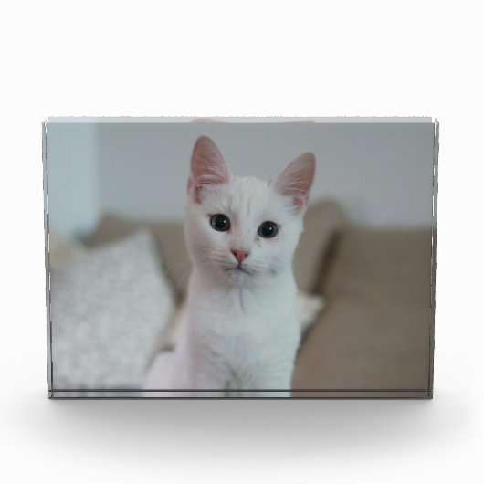 白猫 | Zazzle_Growstore フォトブロック (正面)