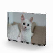 白猫 | Zazzle_Growstore フォトブロック (右)