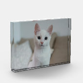 白猫 | Zazzle_Growstore フォトブロック (左)