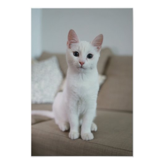 白猫 | Zazzle_Growstore フォトプリント (正面)
