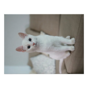 白猫 Zazzle_Growstore フォトプリント