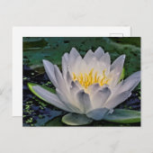 白白熱［赤熱］光を放つ蓮 ポストカード (正面/裏面)