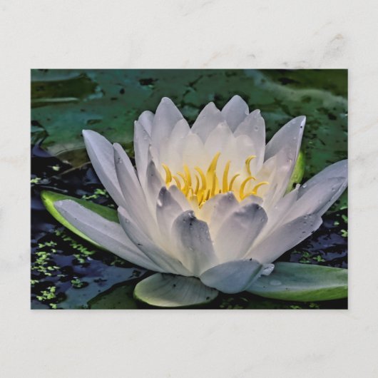 白白熱［赤熱］光を放つ蓮 ポストカード (正面)