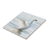 白白鳥シグナス タイル (側面)