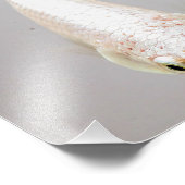 白目玉魚 フォトプリント            (角)