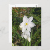 白紙はがき ポストカード (正面/裏面)