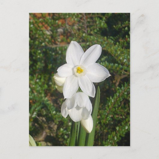 白紙はがき ポストカード (正面)