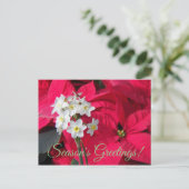 白紙及び赤ポインセチアフローラ シーズンポストカード (スタンド正面)