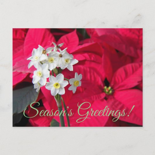 白紙及び赤ポインセチアフローラ シーズンポストカード (正面)