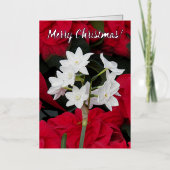 白紙及び赤ポインセチアフローラ 箔シーズンカード (正面)