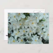 白紙水仙の繊細な白い花 ポストカード (正面/裏面)