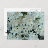 白紙水仙の繊細な白い花 ポストカード (正面/裏面)