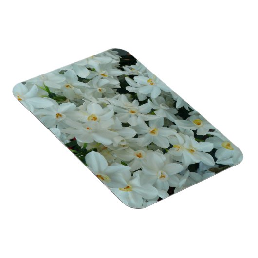 白紙水仙の繊細な白い花 マグネット (右側)