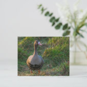 白素晴らしいガチョウ ポストカード (スタンド正面)