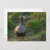 白素晴らしいガチョウ ポストカード (正面/裏面)