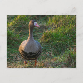 白素晴らしいガチョウ ポストカード