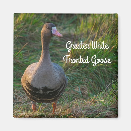 白素晴らしいガチョウ マグネット (正面)