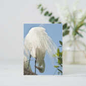 白素晴らしいヘロンの底を上 ポストカード (スタンド正面)