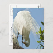 白素晴らしいヘロンの底を上 ポストカード (正面/裏面)