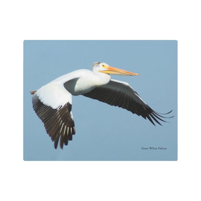 白素晴らしいペリカンメタリックウォールアート メタルプリント (正面)