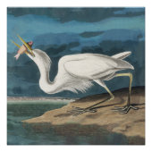 白素晴らしハロンAudubon鳥の野生動物絵画の ポスター (正面)