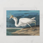 白素晴らしハロンAudubon鳥の野生動物絵画の ポストカード (正面/裏面)