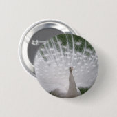 白素晴らし孔雀 缶バッジ (正面&裏面)