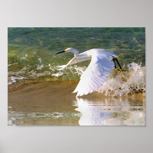 白素晴らし緑 ポスター (正面)