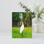 白素晴らし緑 ポストカード (スタンド正面)