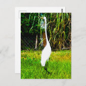 白素晴らし緑 ポストカード (正面/裏面)