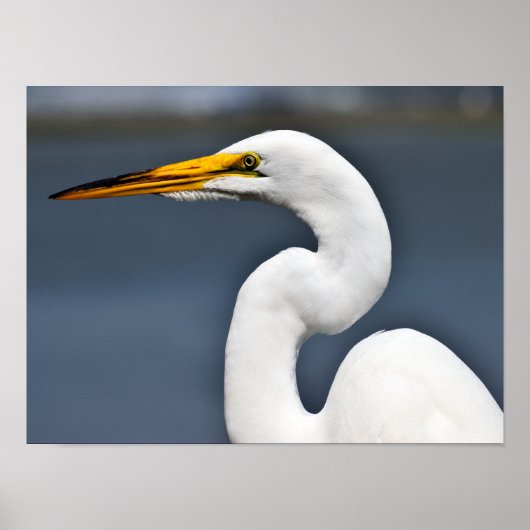 白素晴らし鷺 ポスター (正面)